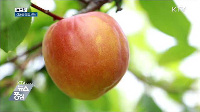 신품종 플럼코트 [뉴스팜]