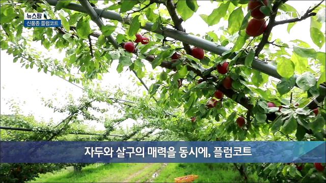 신품종 플럼코트 [뉴스팜]
