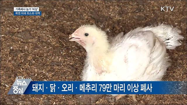 폭염에 가축 79만 마리 폐사···농가 '비상'