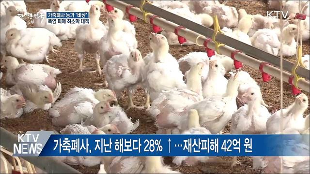 폭염에 가축 79만 마리 폐사···농가 '비상'
