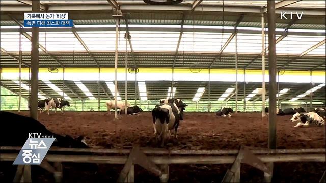 폭염에 가축 79만 마리 폐사···농가 '비상'