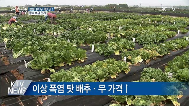 찜통더위 무·배춧값↑···정부 수급 관리