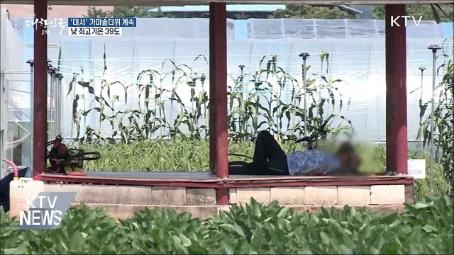 '대서'···오늘도 가마솥 더위 계속