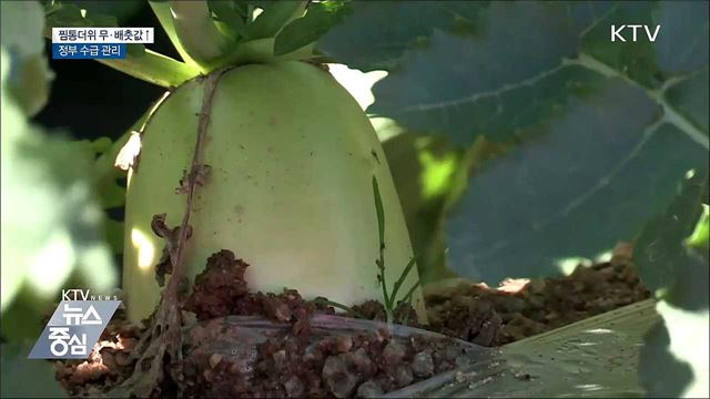찜통더위 무·배춧값↑···정부 수급 관리