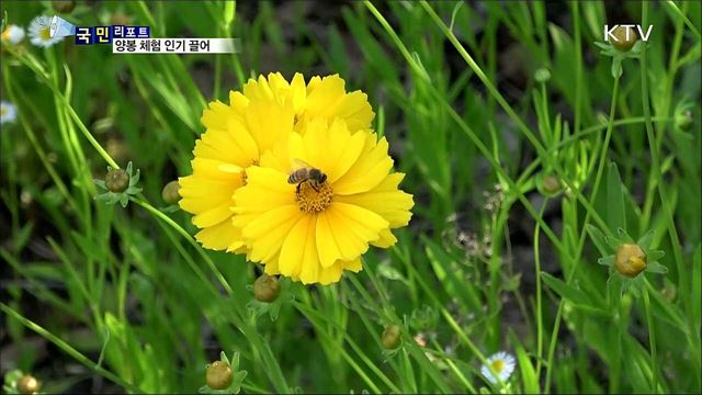 '꿀벌의 세계' 속으로···양봉 체험 인기