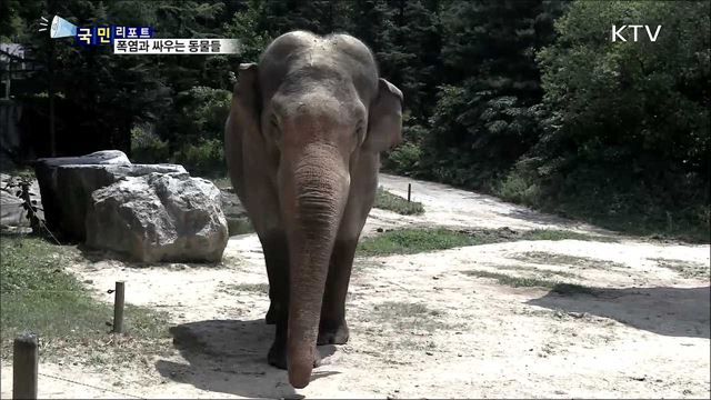 "우리도 지쳐요~"···폭염과 싸우는 동물들 