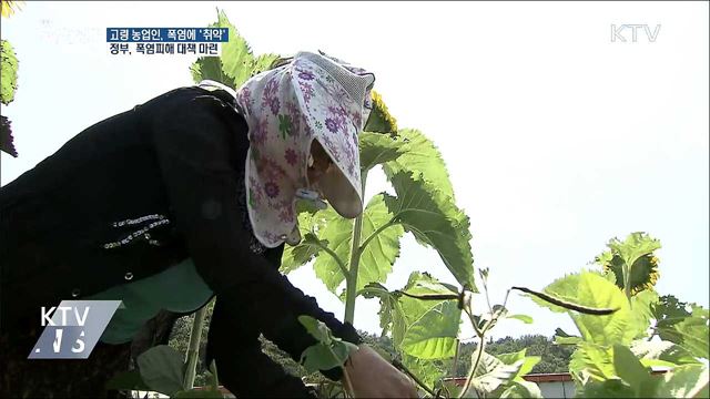 '역대 최악' 폭염···고령 농민 온열질환 '비상'