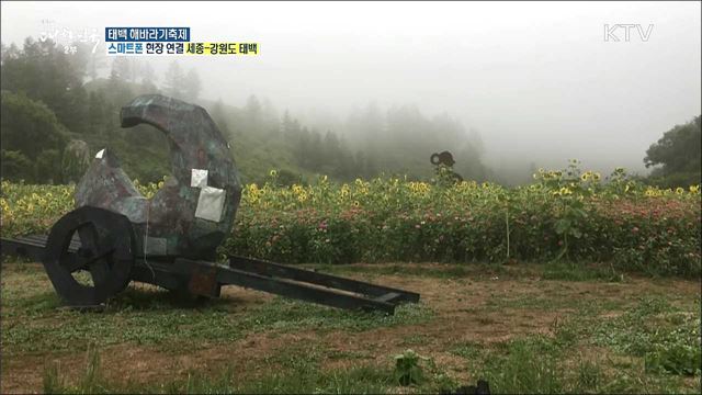 자연과 예술의 만남! 태백 해바라기축제