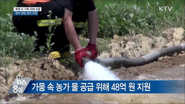 폭염에 가축 폐사 속출···정부 피해 최소화 '총력'