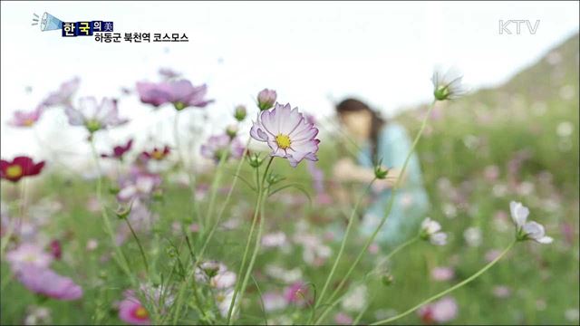 하동군 북천역 코스모스 [한국의 美]