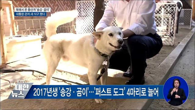 북에서 온 풍산개 한 쌍···청와대 입성