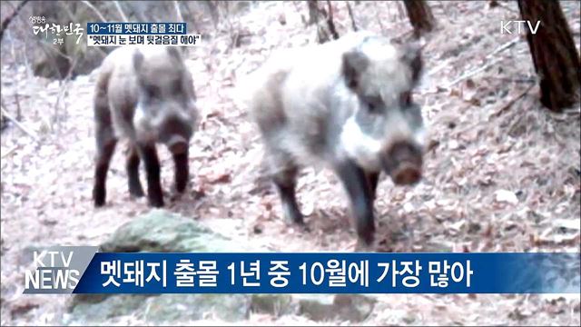 10월~11월 멧돼지 출몰 최다···"뒷걸음으로 피해야"