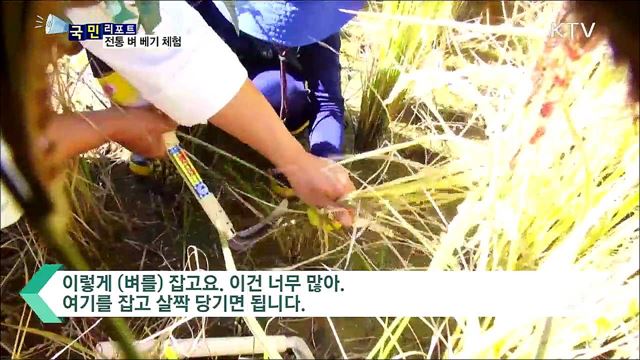 낫으로 벼 베기 체험···'쌀의 소중함 알았어요’
