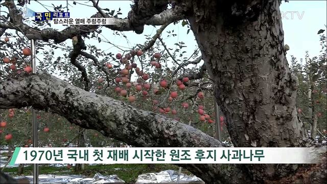 국내 최장수 후지 사과나무 화제