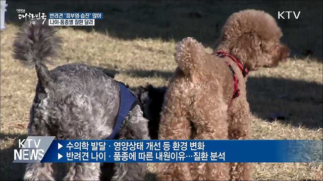 반려견 '피부염·습진'으로 동물병원 많이 찾아
