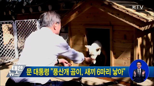 문 대통령 "풍산개 곰이, 새끼 6마리 낳아"