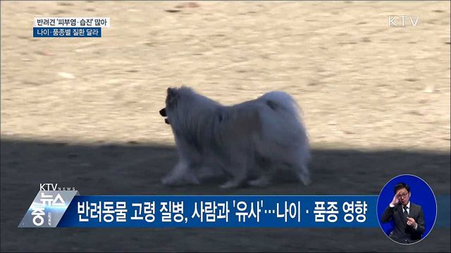 반려견 '피부염·습진'으로 동물병원 많이 찾아