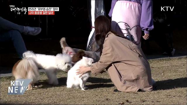 반려견 '피부염·습진'으로 동물병원 많이 찾아