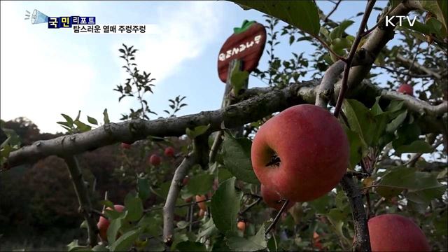 국내 최장수 후지 사과나무 화제