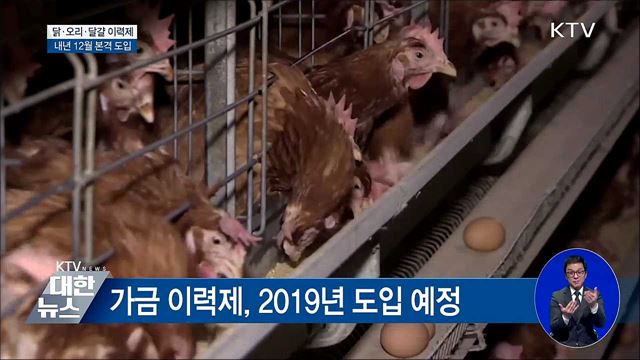 닭·달걀도 이력제···시범 사업 후 내년 12월 도입