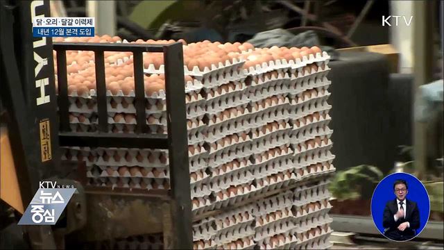 닭·달걀도 이력제···시범 사업 후 내년 12월 도입