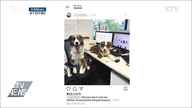 동물등록제, 강아지에게 "주민등록증"을! [S&News]