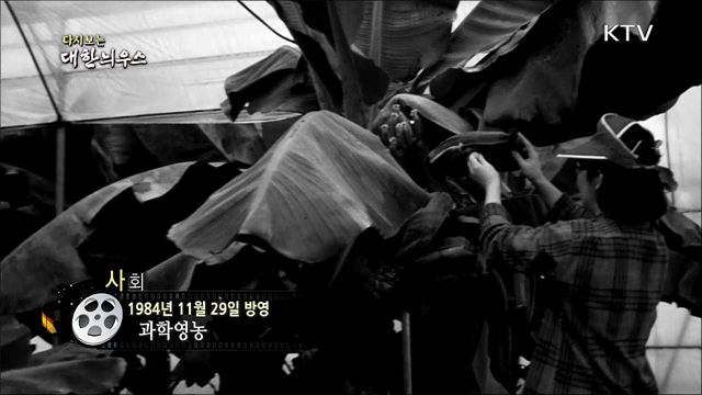 다시보는 대한늬우스 (84. 11. 29)