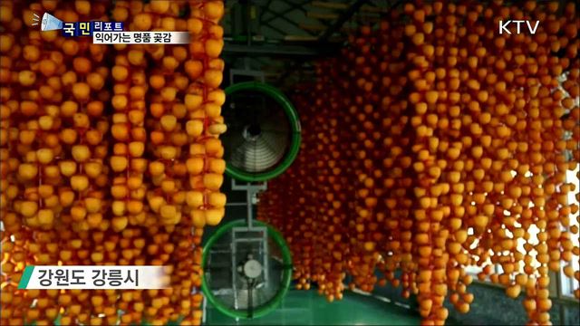 명품 강릉 곶감···옛 명성 되찾는다