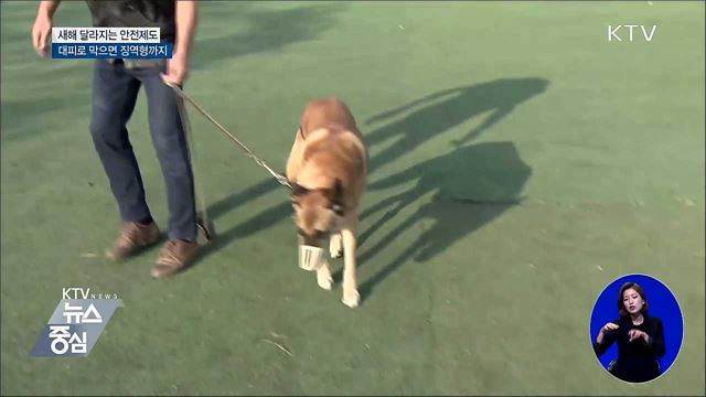 대피로 막으면 징역형···반려견 입마개 필수