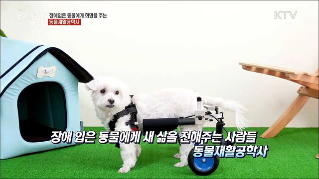 장애 동물에게 희망을 안겨주는 동물재활공학사 [사람中心 일자리가 뜬다]