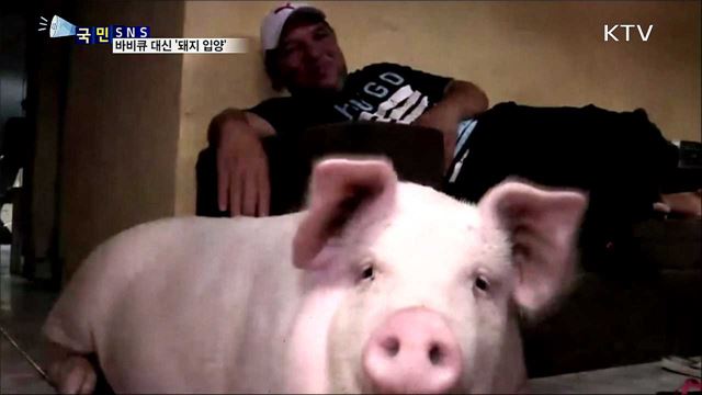 돼지를 사랑한 남자···바비큐 대신 입양!