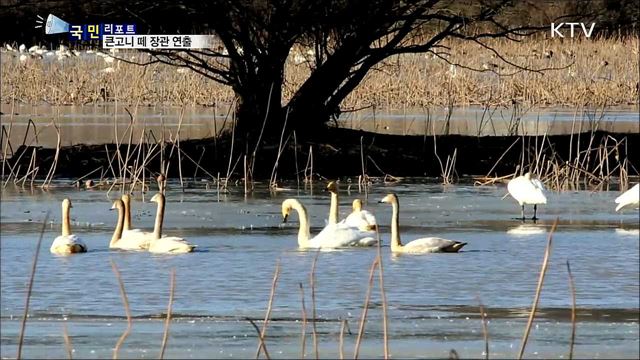 '겨울의 진객'···천연기념물 큰고니 떼 날아와