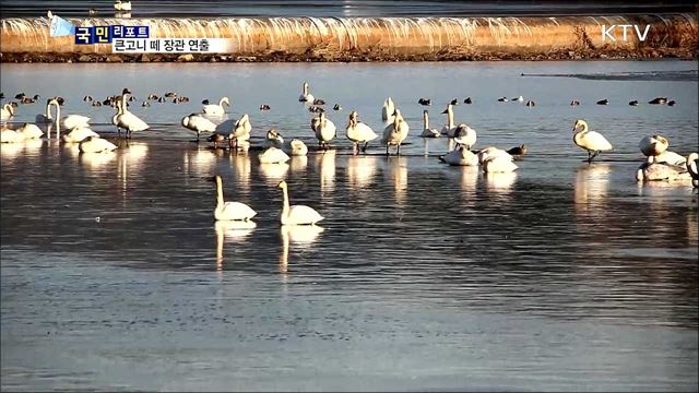 '겨울의 진객'···천연기념물 큰고니 떼 날아와
