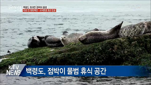 점박이 물범, 10년 만에 백령도로 회귀