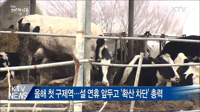 안성 젖소농장 '구제역 확진'···긴급 방역조치