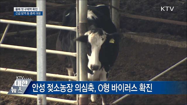 안성 젖소 농장 '구제역 확진'···긴급 방역조치
