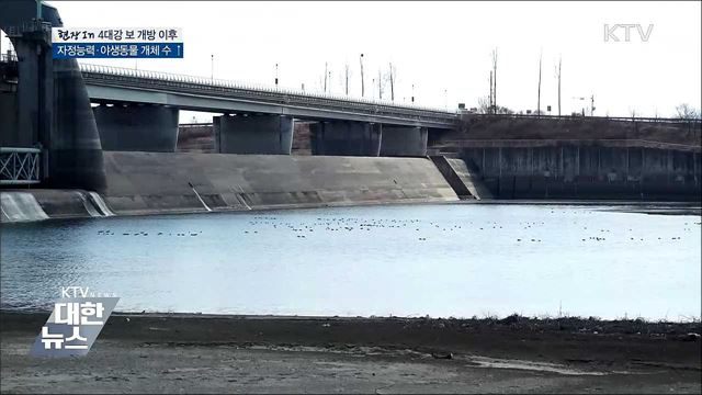 '보 전면 개방' 영산강·금강 자정능력 향상 [현장in]