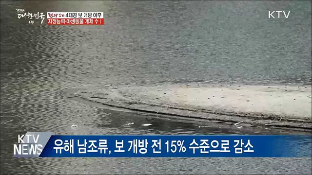 '보 전면 개방' 영산강·금강 자정능력 향상 [현장in]