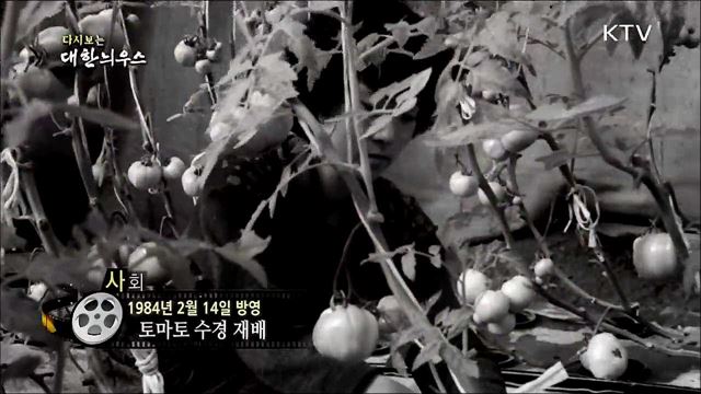 다시보는 대한늬우스 (84. 2. 14)