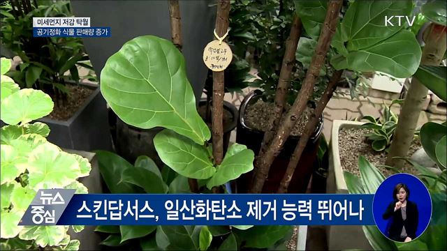 미세먼지 저감 식물 판매량 23% 증가