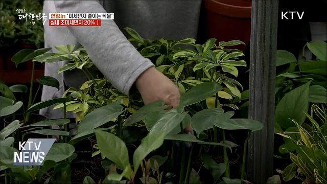 실내 초미세먼지 먹는 식물 '톱5' [현장in]
