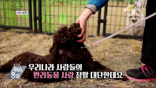 반려동물판 랜선이모···'뷰니멀족' [S&News]