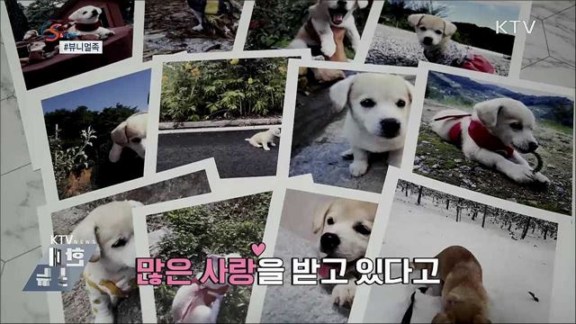 반려동물판 랜선이모···'뷰니멀족' [S&News]