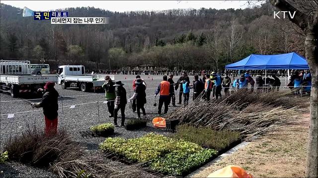 '미세먼지 잡아요' 공기정화 식물 인기