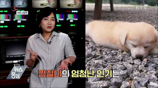 반려동물판 랜선이모···'뷰니멀족' [S&News]