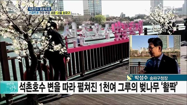 도심과 자연이 어우러진 석촌호수 벚꽃축제