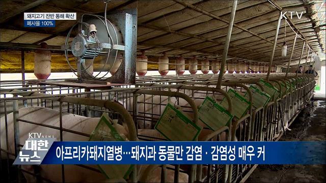 폐사율 100% '아프리카돼지열병'···잔반 통해 확산