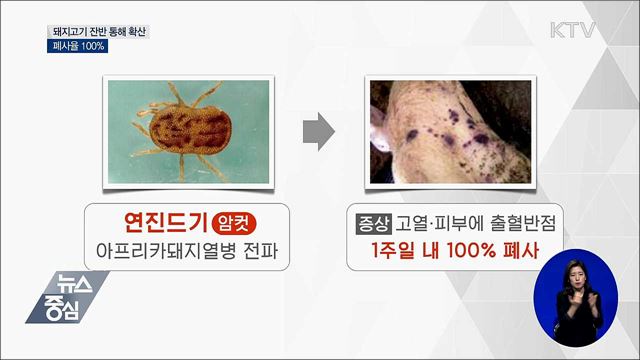 폐사율 100% '아프리카돼지열병'···잔반 통해 확산