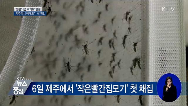 '일본뇌염 주의보' 발령···제주서 매개모기 첫 채집