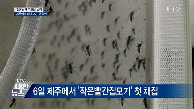 '일본뇌염 주의보' 발령···제주서 매개모기 첫 채집